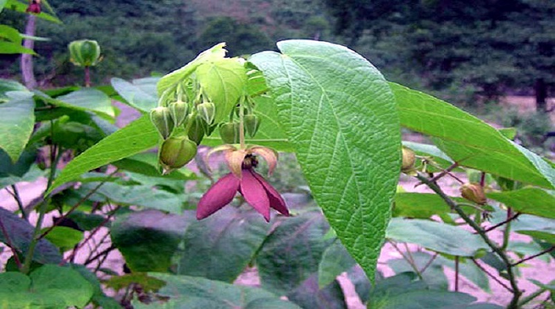 ওলট কম্বল গাছের উপকারিতা