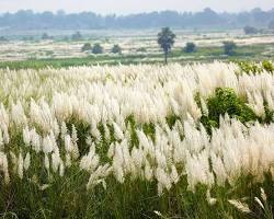 কাশফুলের বন