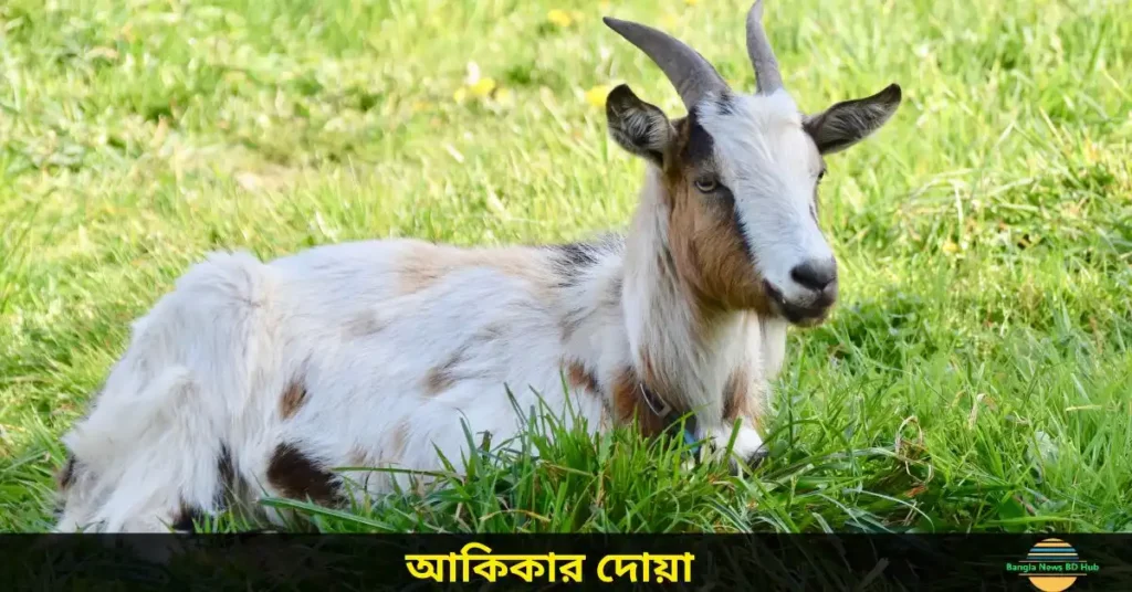 আকিকার দোয়া