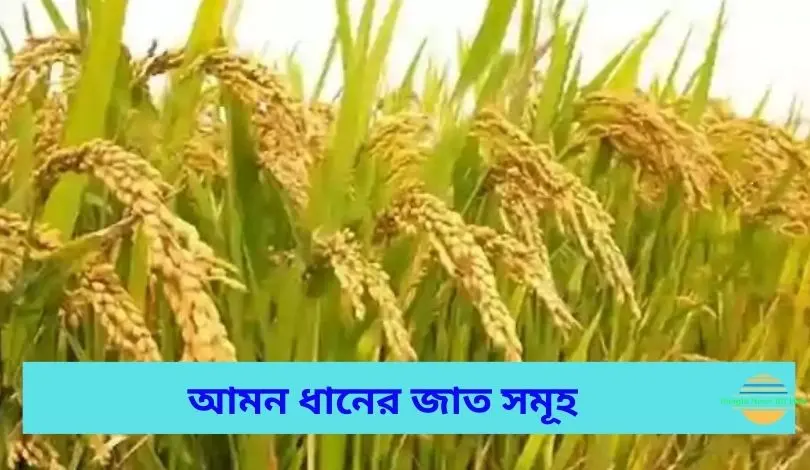 আমন ধানের জাত সমূহ ২০২৩