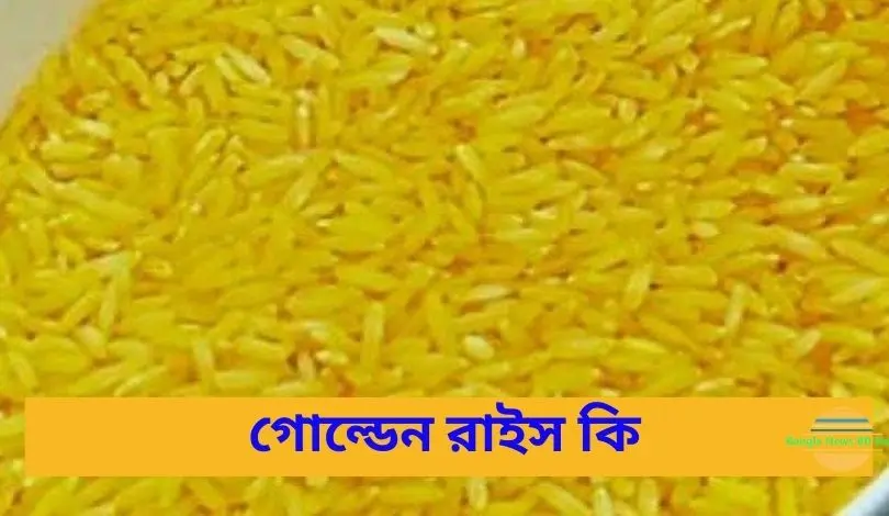 গোল্ডেন রাইস কি