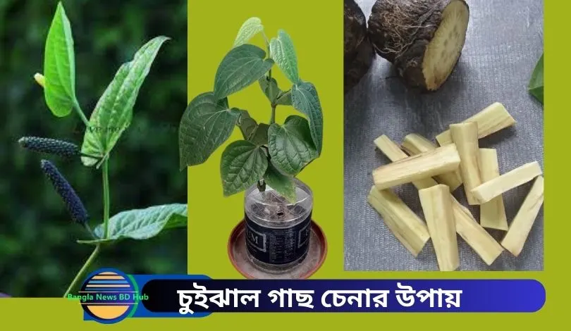 চুইঝাল গাছ চেনার উপায়