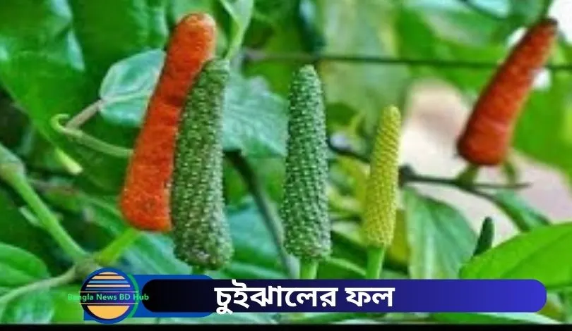 চুইঝালের ফল