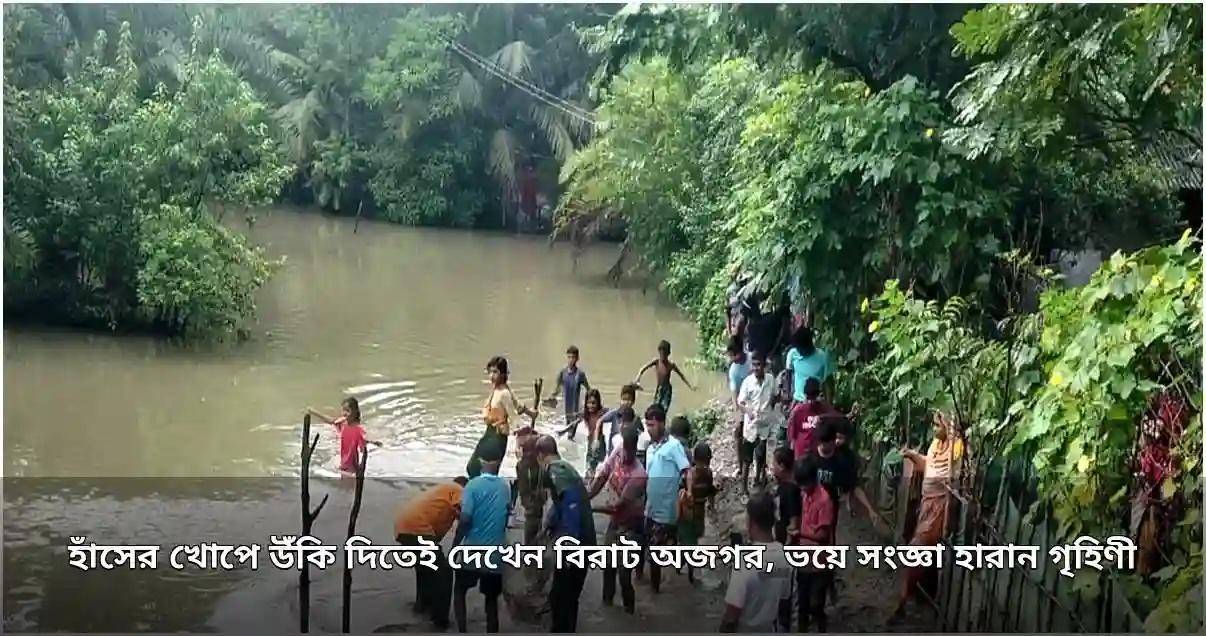 হাঁসের খোপে অজগর দেখে গৃহিণীর জ্ঞান হারানো, পরে সুন্দরবনে অবমুক্ত