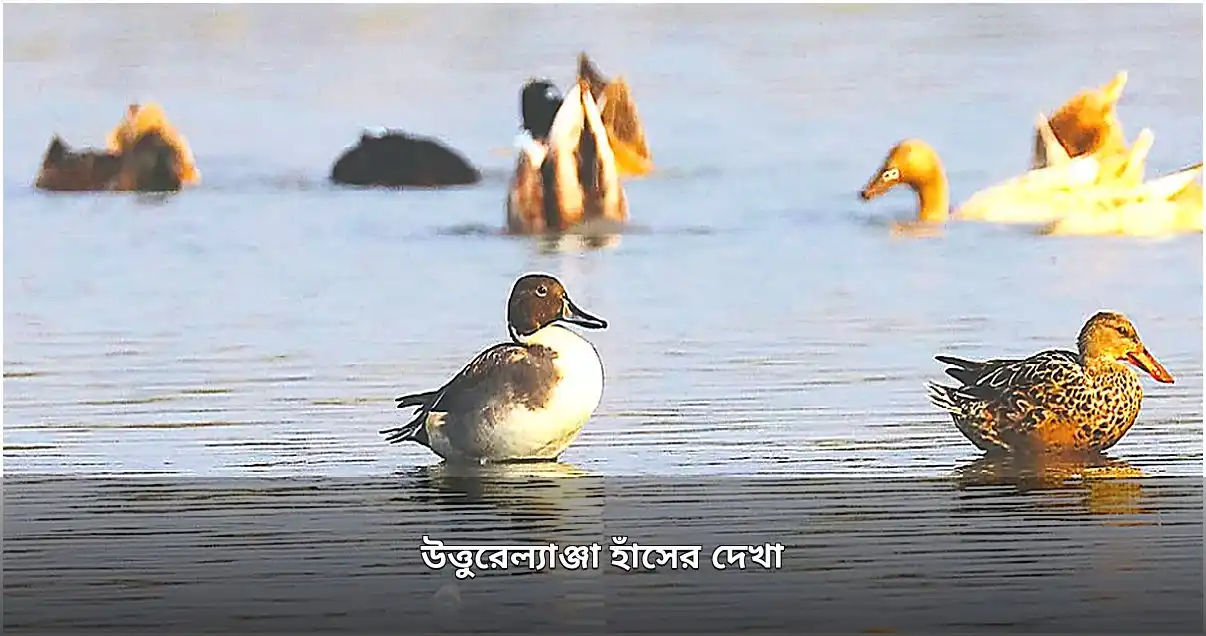 রংপুরের তিস্তায় দুর্লভ উত্তুরেল্যাঞ্জা হাঁসের দেখা