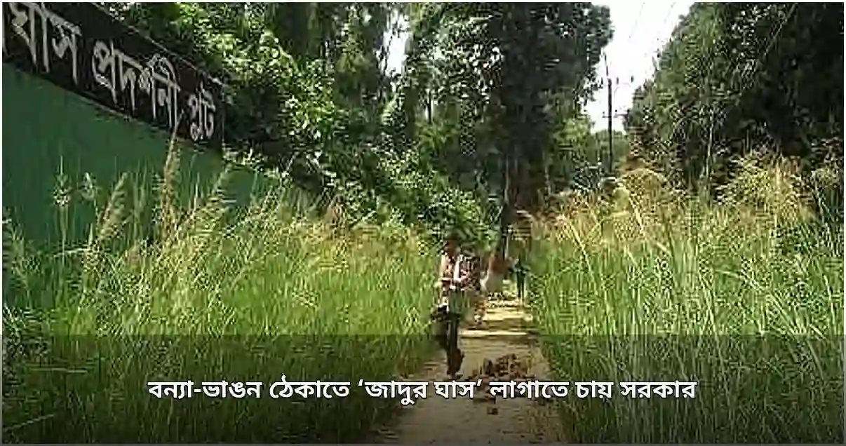 বন্যা ও ভাঙন রোধে 'জাদুর ঘাস' বিন্নার ব্যবহার বাড়াতে চায় সরকার