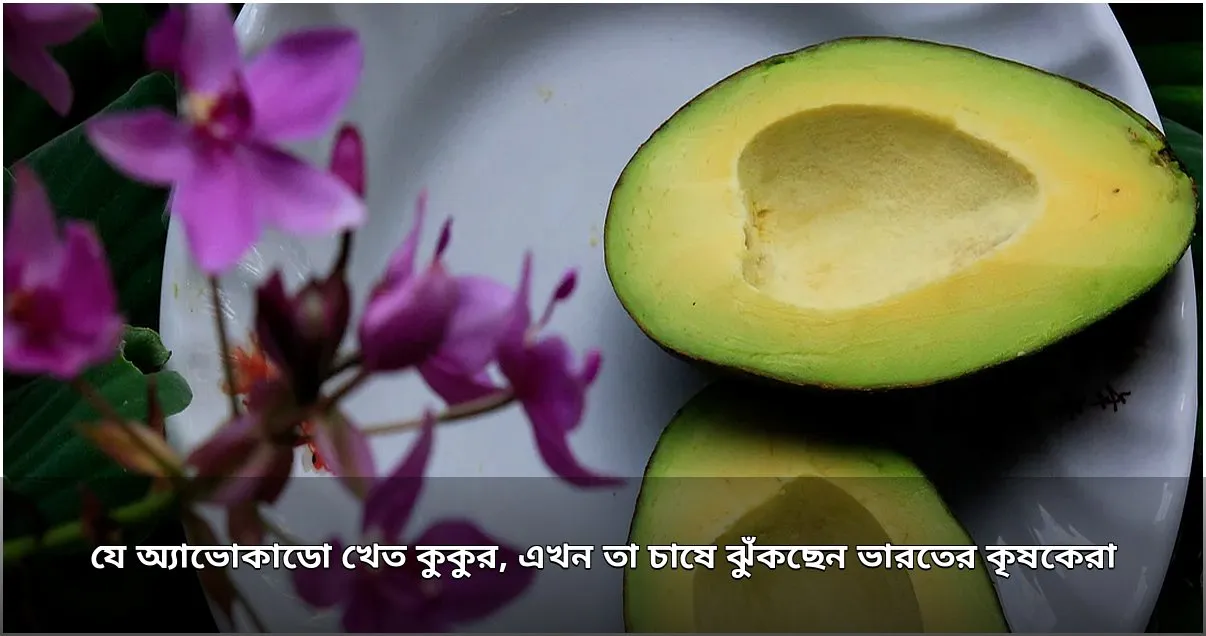 ভারতে অ্যাভোকাডো চাষে কৃষকদের নতুন আগ্রহ, 'কুকুরের ফল' এখন লাভজনক ফসল