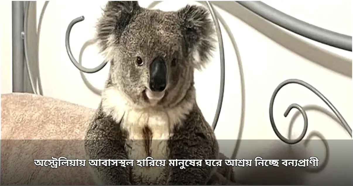 অস্ট্রেলিয়ায় বন্যপ্রাণী মানুষের ঘরে আশ্রয় নিচ্ছে
