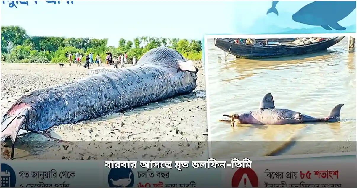 উপকূলে বাড়ছে মৃত ডলফিন ও তিমির সংখ্যা