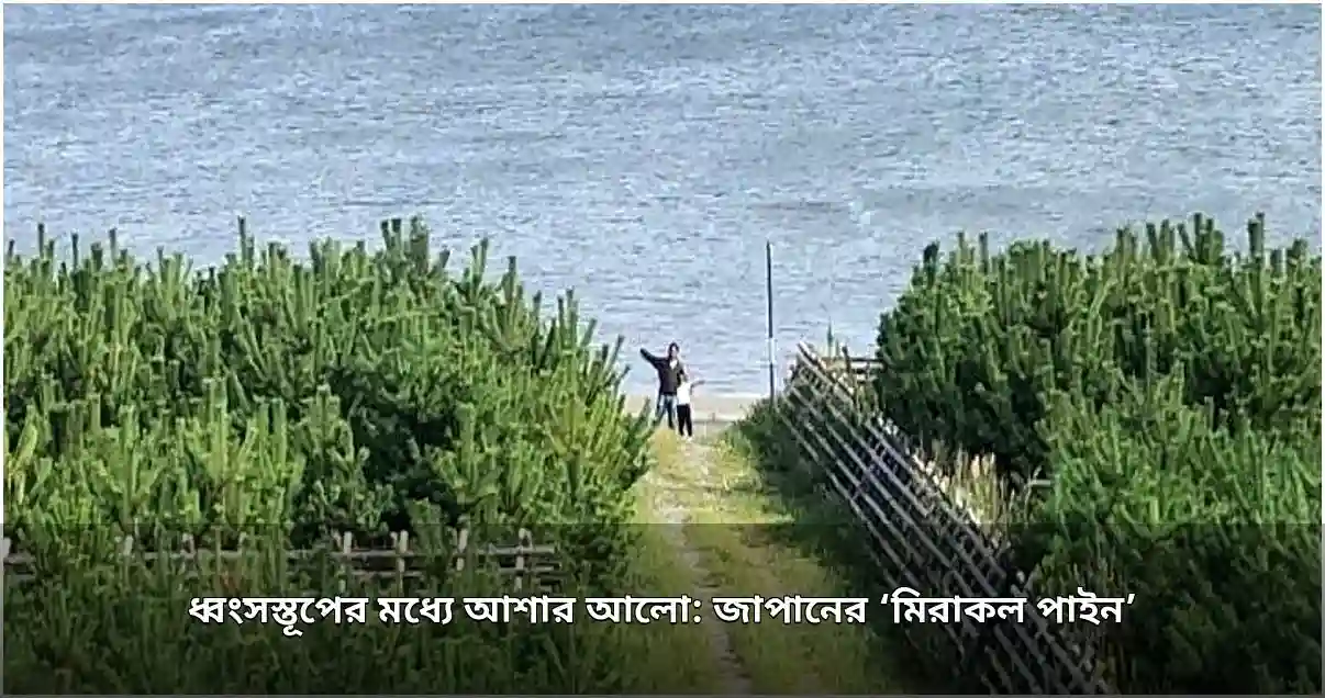 জাপানের মিরাকল পাইন: ধ্বংসস্তূপের মাঝে আশার প্রতীক