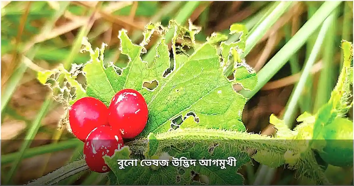 ময়মনসিংহের ব্রহ্মপুত্রতীরে আগমুখী লতার ফল, ভেষজ গুণাগুণে সম্ভাবনাময় উদ্ভিদ