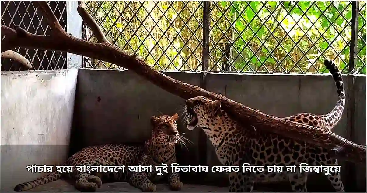 বাংলাদেশে পাচার হওয়া দুই চিতাবাঘ ফেরত নিতে নারাজ জিম্বাবুয়ে