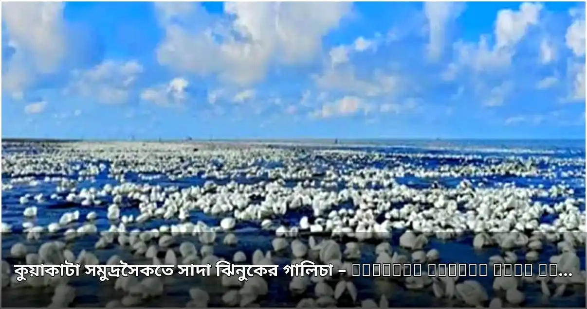 কুয়াকাটা সৈকতে সাদা ঝিনুকের মনোরম দৃশ্য কুয়াকাটা সৈকতে সাদা ঝিনুকের মনোরম দৃশ্য