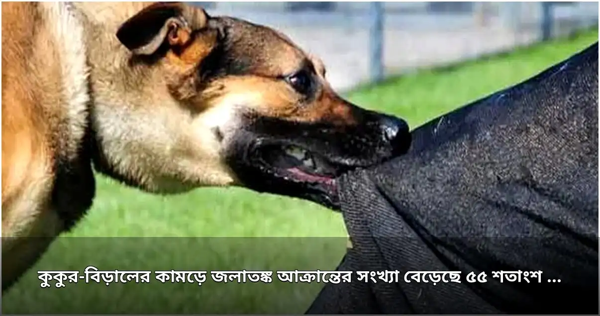 কুকুর-বিড়ালের কামড়ে জলাতঙ্ক আক্রান্তের সংখ্যা বাড়ছে, কর্মসূচি বন্ধ