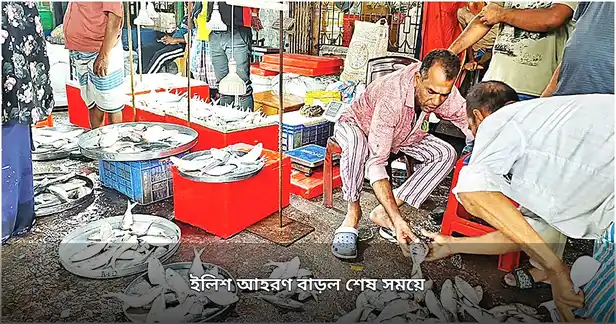 ইলিশ আহরণ বাড়লেও নিষেধাজ্ঞার চাপে জেলেরা
